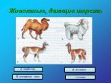 Животные, дающие шерсть. а) верблюд б) ангорская коза в) альпака г) лама