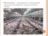 Птицефабрика – предприятие по производству продуктов птицеводства на промышленной основе.