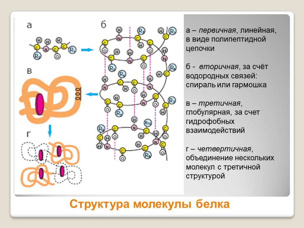 Белки соединение в цепи. Вторичная структура молекулы белка. Первичная структура молекулы белка. Первичная и вторичная структура белка. Структура молекулы белка первичная вторичная третичная четвертичная.