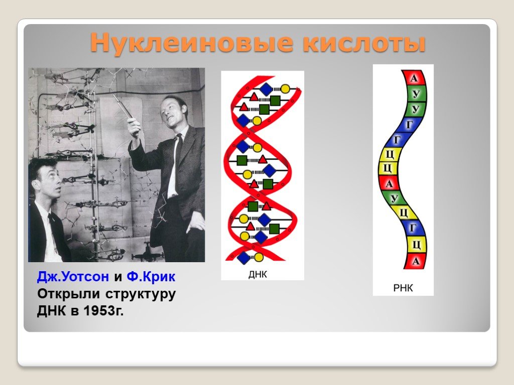 Открытые структуры днк. Дж Уотсон и ф крик ДНК. Структура ДНК открытие 1953. Уотсон и крик открытие ДНК. Дж. Уотсон и ф. крик открыли структуру ДНК В 1953г..