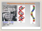 Нуклеиновые кислоты. Дж.Уотсон и Ф.Крик Открыли структуру ДНК в 1953г.
