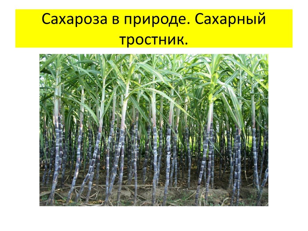 Сахарный тростник в россии. Сахарный тростник. Сообщение о сахарном тростнике. Сахароза в природе. Тростниковый сахар в природе.