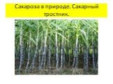 Сахароза в природе. Сахарный тростник.