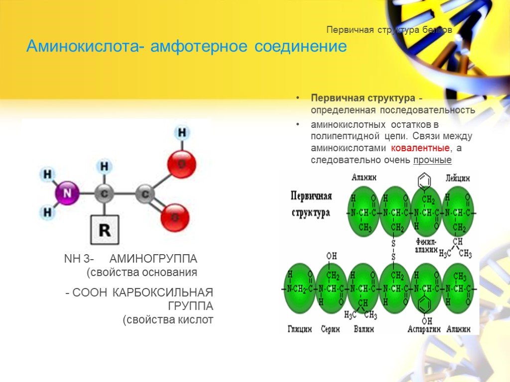 Первичные соединения. Структура белка последовательность аминокислотных остатков. Последовательность аминокислотных остатков в полипептидной цепи. Последовательность аминокислотных остатков. Связь между аминокислотами в полипептидной цепи.