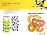 Вторичная структура-белка. Вторичная структура - конформация полипептидной цепи, закрепленная множеством водородных связей между группами N-H и С=О. Модели вторичной структуры - a-спираль. Третичная структура - форма закрученной спирали в пространстве. Третичная структурабелка