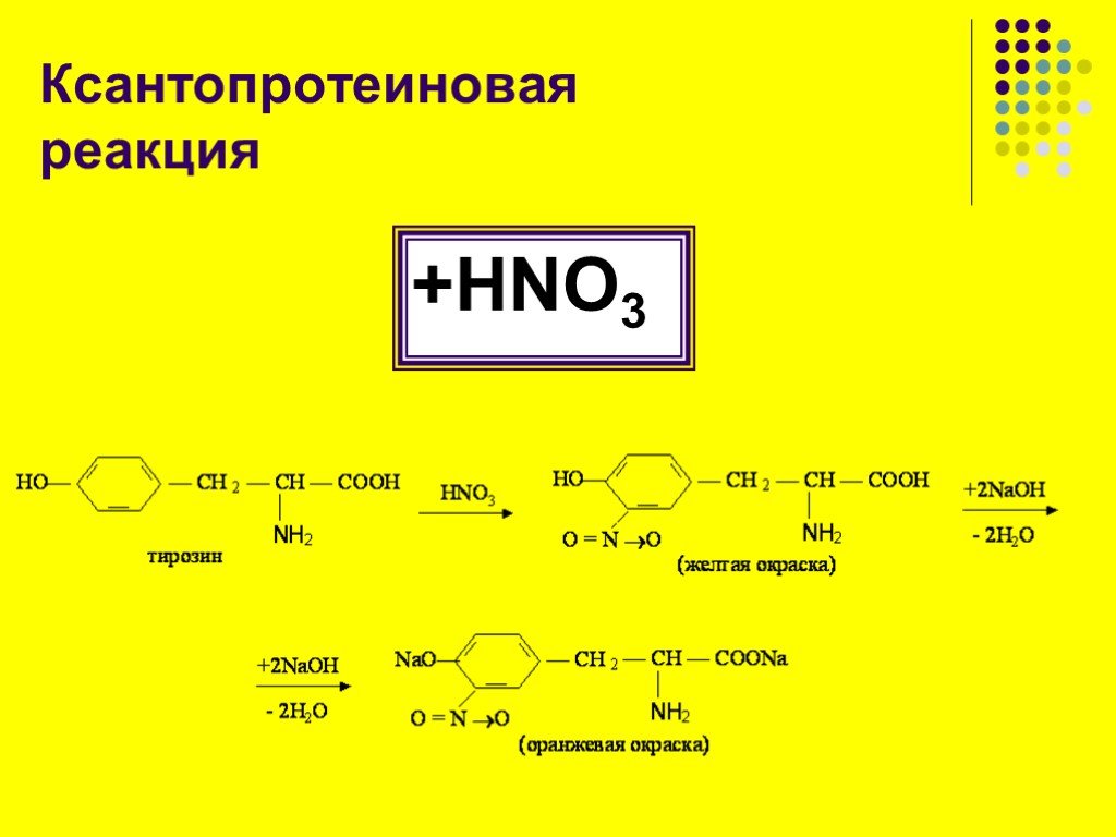 Белки с азотной кислотой. Качественная реакция на белок ксантопротеиновая. Ксантопротеиновая реакция на тирозин в белке. Качественная реакция на ксантопротеиновая реакция белка. Качественная реакция на белки ксантопротеиновая реакция.