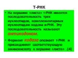 Т-РНК. На вершине «листа» т-РНК имеется последовательность трех нуклеотидов, комплементарных нуклеотидам кодона и-РНК. Эту последовательность называют антикодоном. Фермент кодаза опознает т-РНК и присоединяет соответствующую аминокислоту к вершине «листа» .(4)