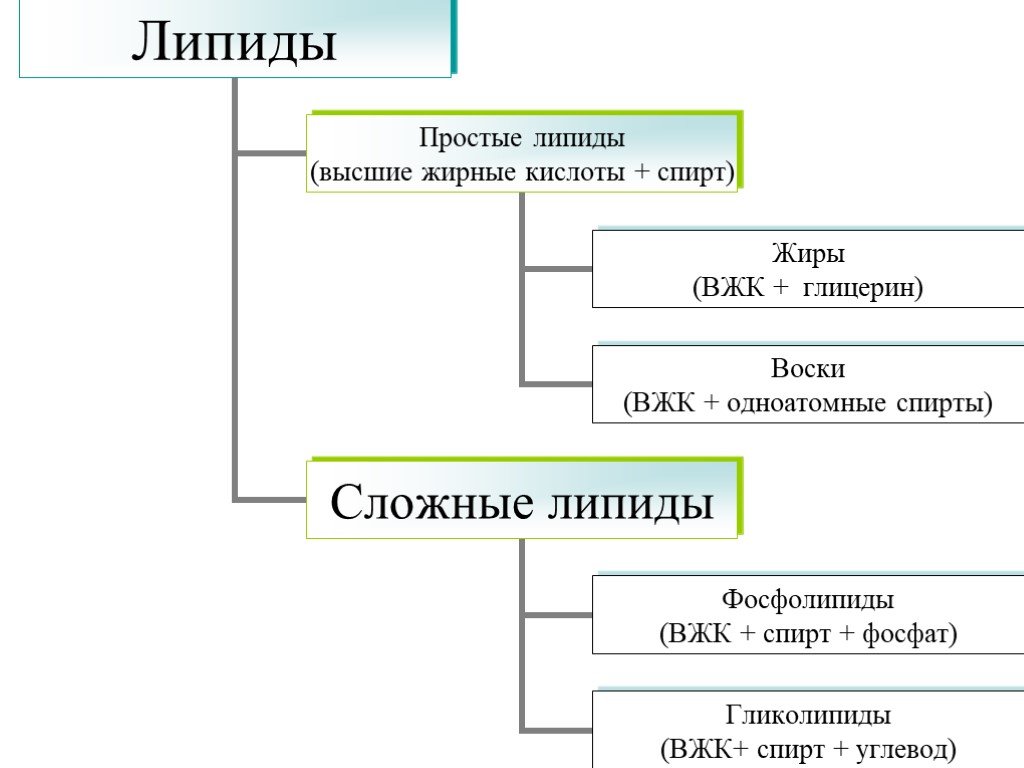 Липиды строение классификация функции - 28/48