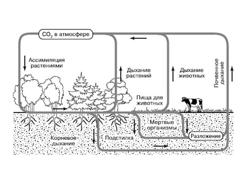 Продукт разложения живых организмов. Круговорот углерода в биосфере. Круговорот азота в природе рисунок. Круговорот углекислого газа в биосфере схема. Круговорот азота в биосфере схема.
