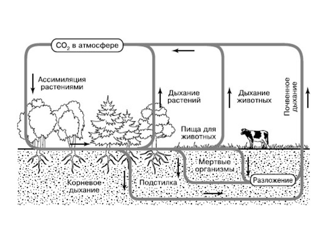 Направление движения углекислого газа поглощаемого растениями схема круговорота