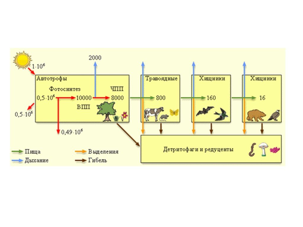 Экологические системы схема. Экосистема. Трофическая структура экосистем. Трофическая структура схема. Структура экосистемы трофическая структура. Структура экосистемы схема.