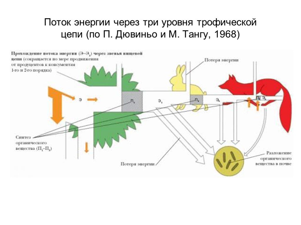 Схема передачи энергии в пищевых цепях. Поток энергии в трофической цепи. Поток энергии и пищевые цепи. Схема потока энергии в экосистеме.