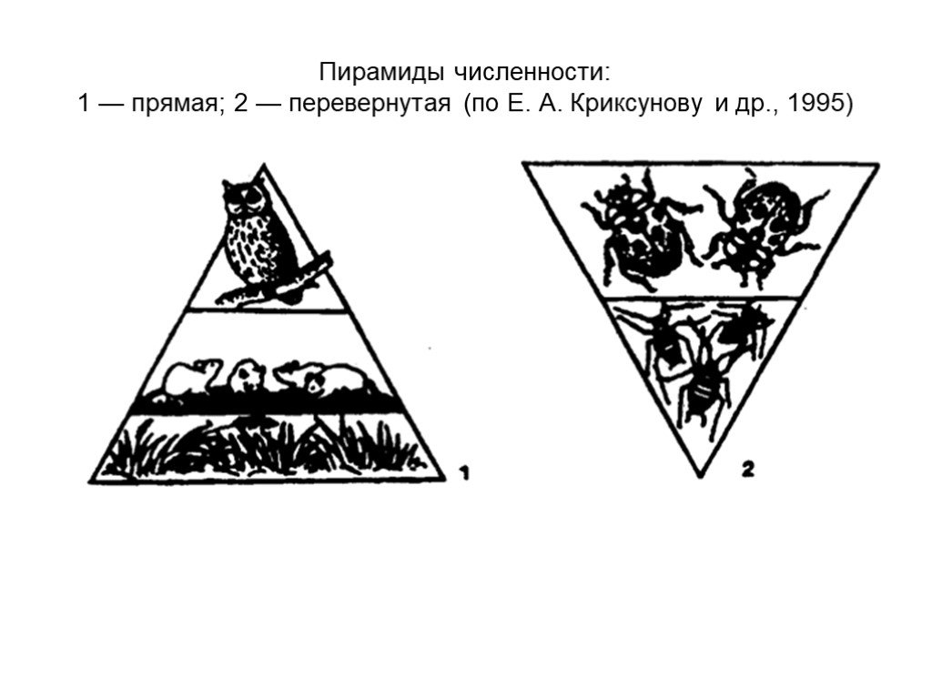 Экологическая пирамида перевернутая примеры