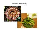 Растения гетеротрофы