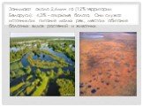 Занимают около 2,4млн га (12% территории Беларуси). 4,3% - открытые болота. Они служат источником питания малых рек, местом обитания болотных видов растений и животных.