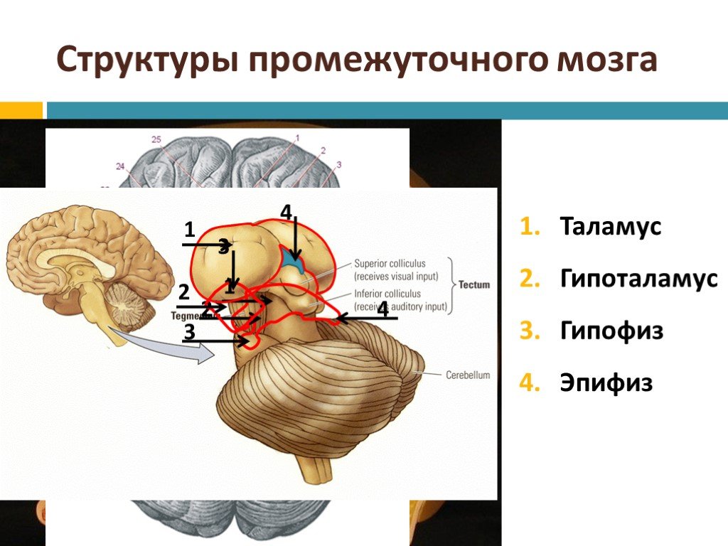 Промежуточный строение и функции. Промежуточный мозг строение гипофиз. Промежуточный мозг таламус гипоталамус строение и функции. Промежуточный мозг анатомия строение. Схема строения промежуточного мозга.