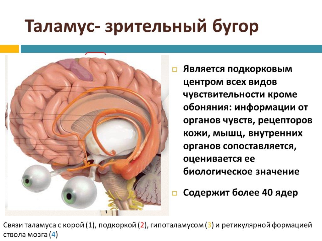 Что такое таламус. Промежуточный мозг таламус строение. Зрительный бугор таламус. Мозг строение зрительные Бугры. Промежуточный мозг зрительный нерв.