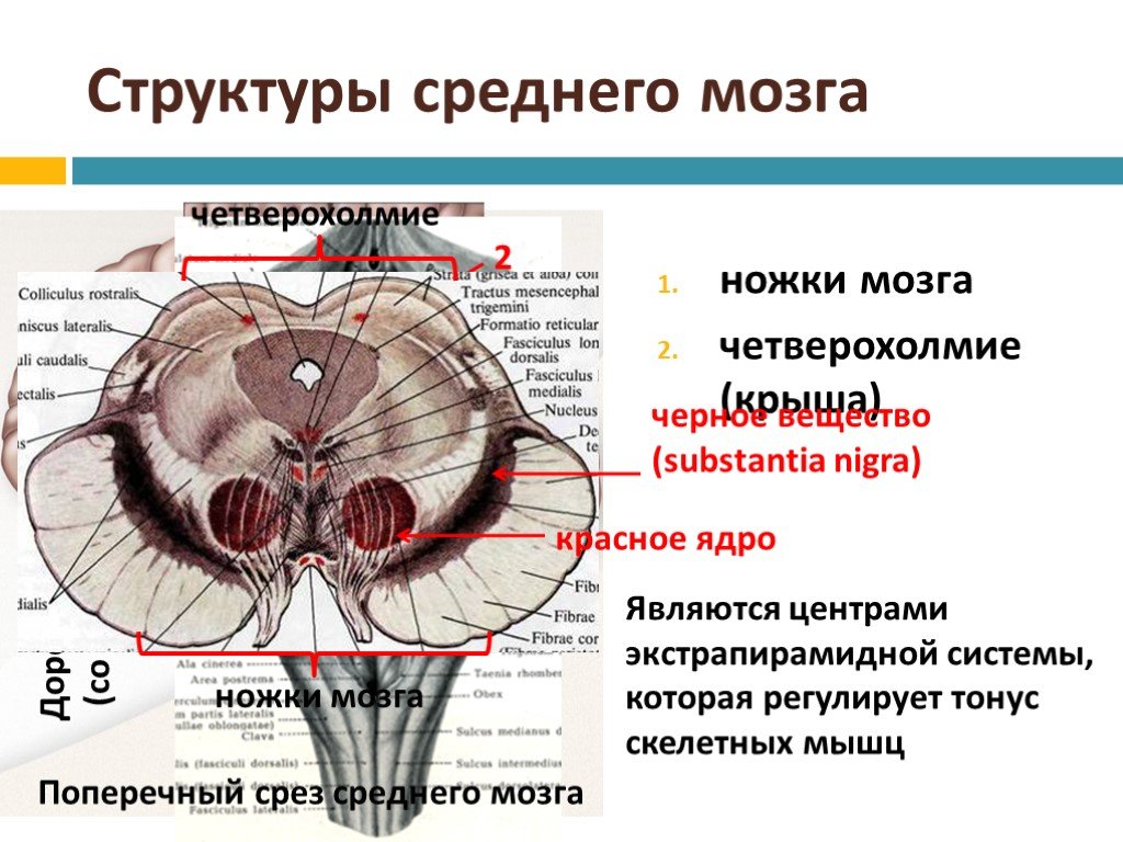 Ножки мозга отдел. Строение среднего мозга анатомия. Ножки мозга и четверохолмие относится к структурам. Экстрапирамидная система черная субстанция красное ядро. Покрышка среднего мозга анатомия.
