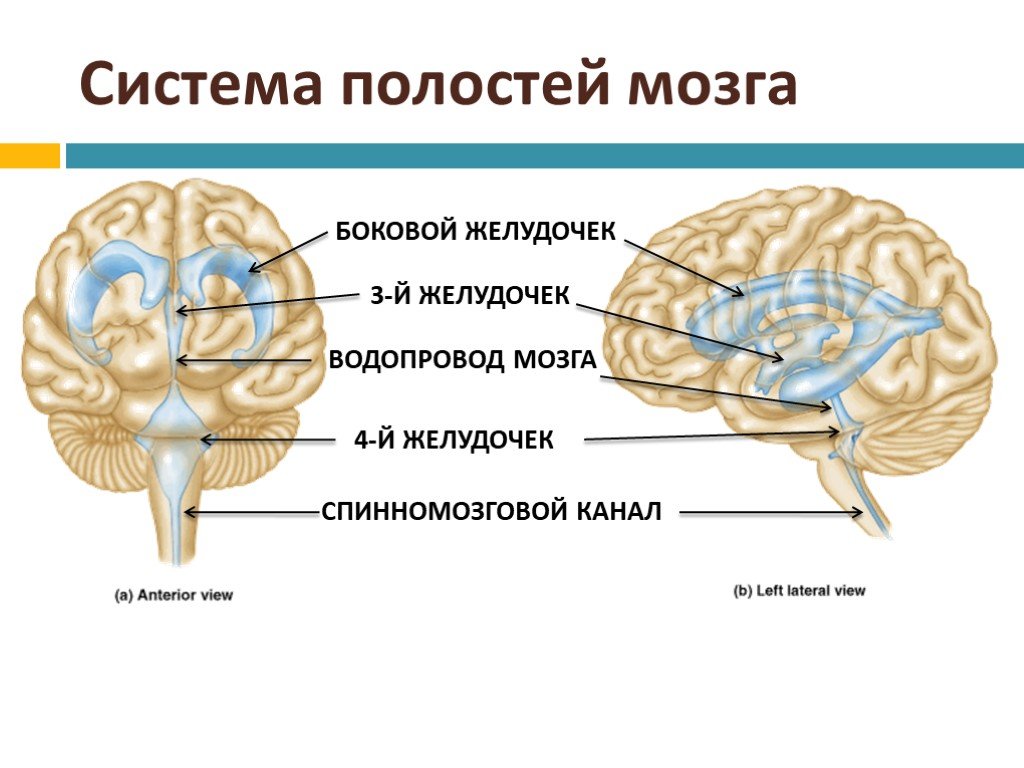 Полости мозга заполнены. Третий желудочек головного мозга анатомия строение. Головной мозг СИЛЬВИЕВ водопровод. 4 Желудочек головного мозга и водопровод. Четвертый желудочек мозга анатомия.