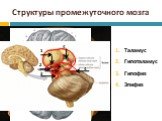 Структуры промежуточного мозга. Таламус Гипоталамус Гипофиз Эпифиз