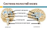 Система полостей мозга. БОКОВОЙ ЖЕЛУДОЧЕК. 3-Й ЖЕЛУДОЧЕК ВОДОПРОВОД МОЗГА 4-Й ЖЕЛУДОЧЕК. СПИННОМОЗГОВОЙ КАНАЛ