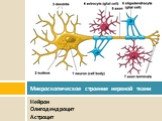 Нейрон Олигодендроцит Астроцит. Микроскопическое строение нервной ткани