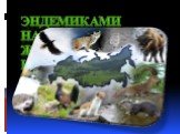 Эндемиками называют животных, которые обитают только в одном месте. Например, только в России.