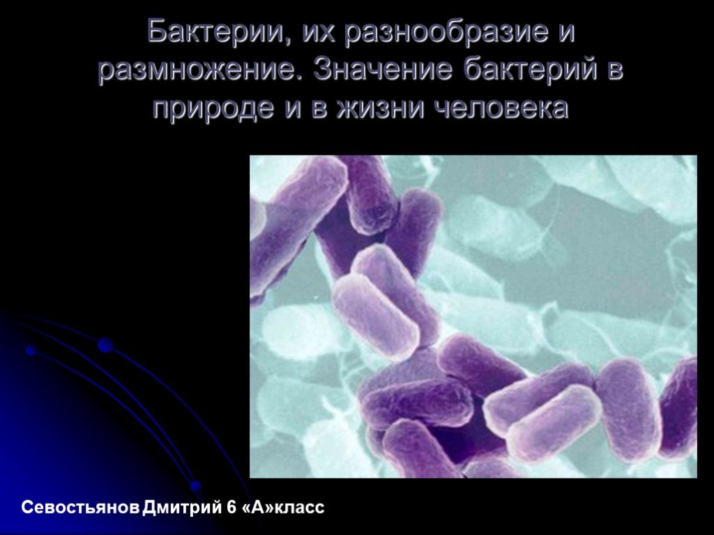 Презентация бактерий в жизни человека. Разнообразие микроорганизмов. Бактерии их строение и жизнедеятельность. Бациллы в природе и жизни. Бактерии и их разнообразие 11 класс.