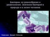 Бактерии, их разнообразие и размножение. Значение бактерий в природе и в жизни человека. Севостьянов Дмитрий 6 «А»класс