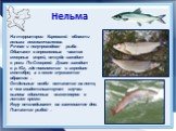 Нельма. На территории Кировской области нельма немногочисленна. Речная и полупроходная рыба. Обитает в опресненных частях северных морей, откуда заходит в реки. По Северной Двине заходит в р. Юг, где появляется в середине сентября, а к весне спускается обратно . Отдельные особи остаются на лето, о ч