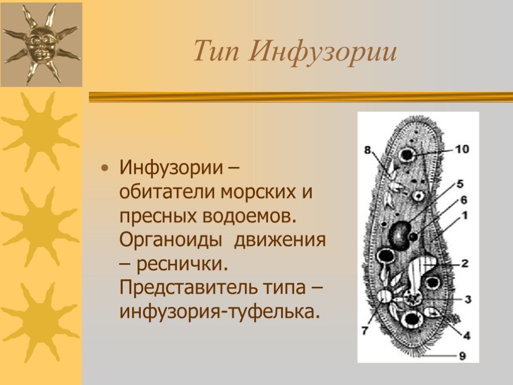 Презентация разнообразие инфузорий