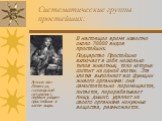 Систематические группы простейших: В настоящее время известно около 70000 видов простейших. Подцарство Простейшие включает в себя несколько типов животных, тело которых состоит из одной клетки. Эта клетка выполняет все функции живого организма: она самостоятельно перемещается, питается, перерабатыва