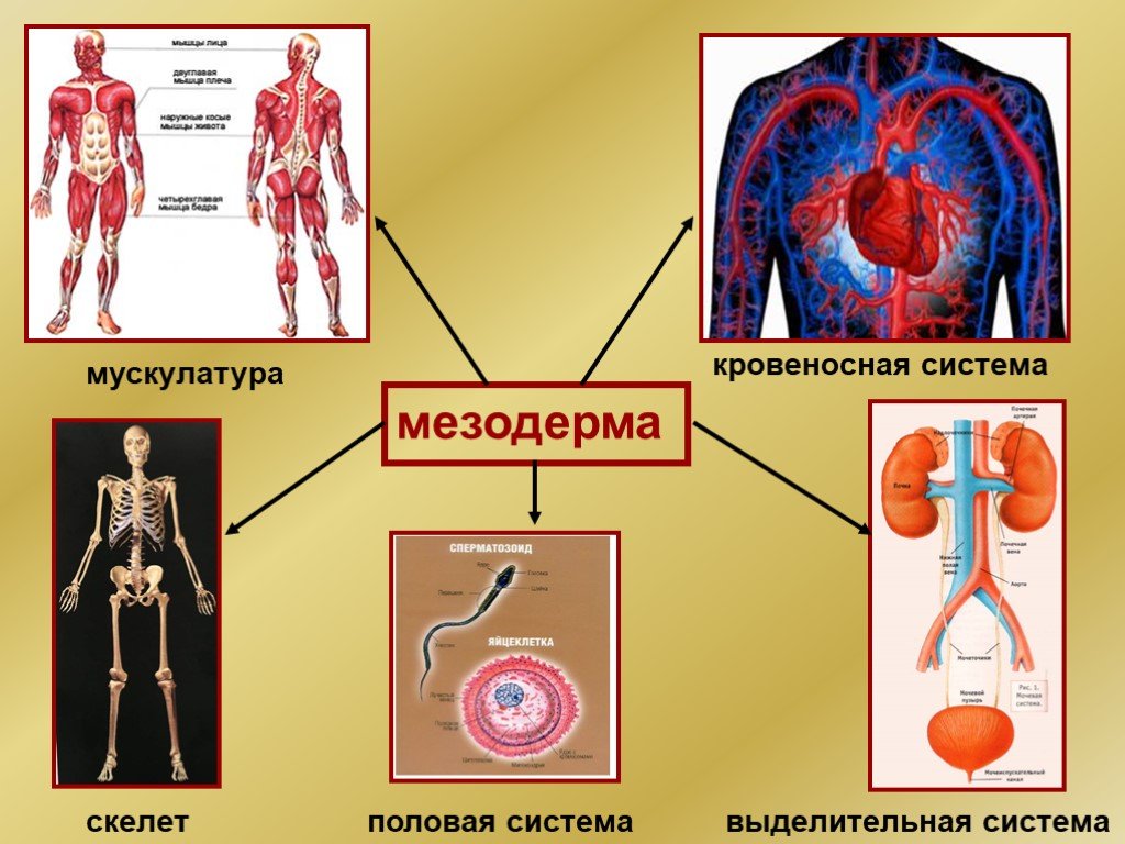 Презентация по биологии 8 класс половая система