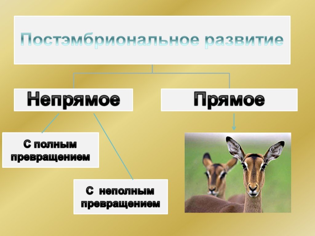 Проект по биологии на тему индивидуальное развитие организмов