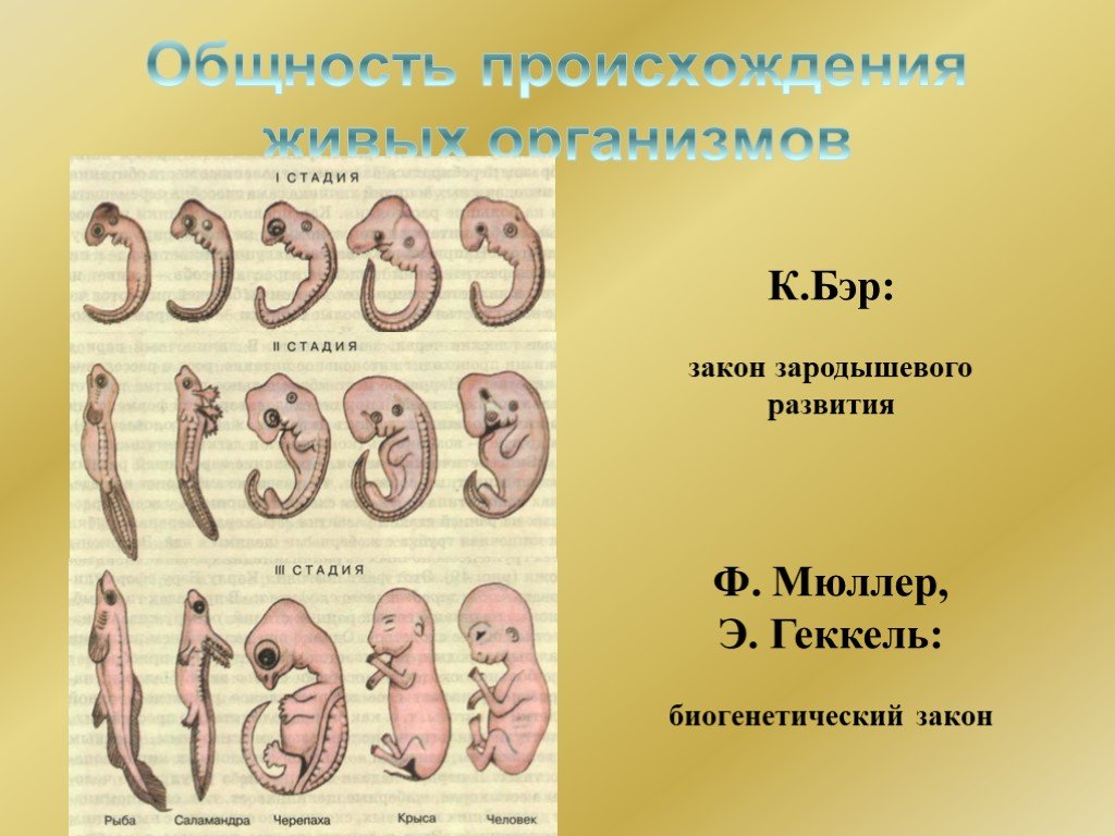 Эмбриональное развитие человека презентация 8 класс