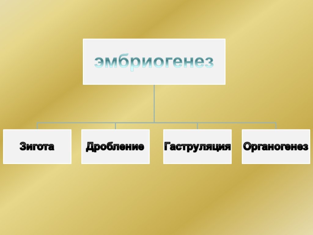 Проект по биологии на тему индивидуальное развитие организмов