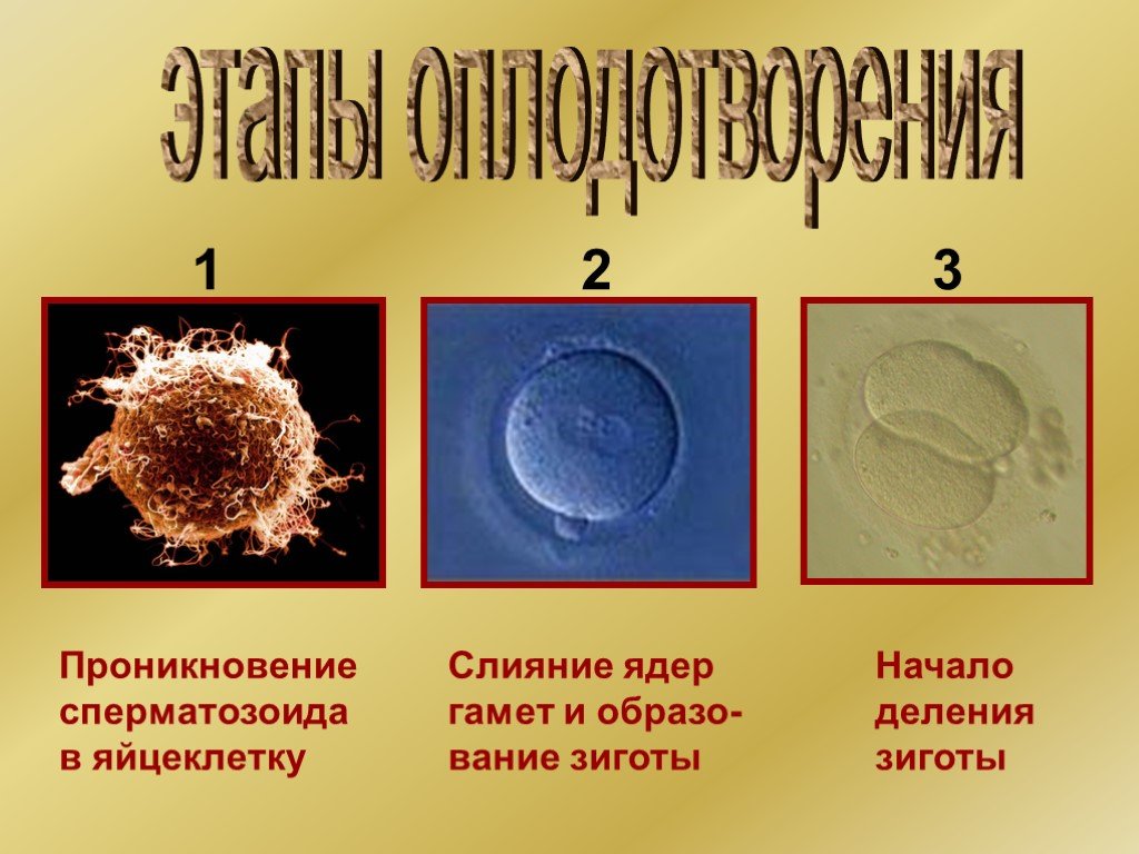 Оплодотворение 8 класс презентация