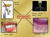 Нервная система и органы чувств. Эмаль зубов Эпидермис кожи Кожные железы Роговые выросты
