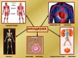 мезодерма мускулатура. кровеносная система. скелет. выделительная система. половая система
