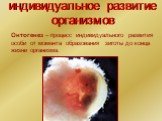 индивидуальное развитие организмов. Онтогенез – процесс индивидуального развития особи от момента образования зиготы до конца жизни организма.