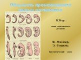 Общность происхождения живых организмов. К.Бэр: закон зародышевого развития. Ф. Мюллер, Э. Геккель: биогенетический закон