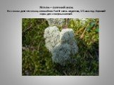 Ягель – олений мох. На самом деле это не мох, а лишайник. Растёт очень медленно, 3-5 мм в год. Хороший корм для северных оленей.