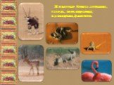 Животные Египта: антилопа, газель, змеи, ящерицы, крокодилы, фламинго.