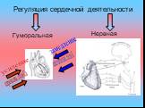 Регуляция сердечной деятельности. Гуморальная Нервная. адреналин, соли Са. ацетилхолин, соли К. усиление замедление