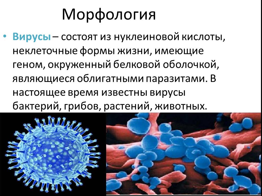 Вирусы состоят из нуклеиновой кислоты. Морфология микроорганизмов вирусы. Морфология вирусов микробиология. Строение микроорганизмов вирусы. Морфология и структура вирусов.