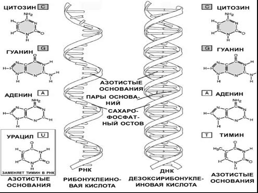Химические соединения днк. ДНК. Антипараллельность ДНК. Антипараллельность цепей ДНК. ДНК полимер функции.