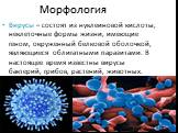 Морфология. Вирусы – состоят из нуклеиновой кислоты, неклеточные формы жизни, имеющие геном, окруженный белковой оболочкой, являющиеся облигатными паразитами. В настоящее время известны вирусы бактерий, грибов, растений, животных.