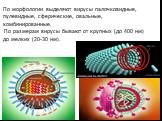 По морфологии выделяют вирусы палочковидные, пулевидные, сферические, овальные, комбинированные. По размерам вирусы бывают от крупных (до 400 нм) до мелких (20-30 нм).