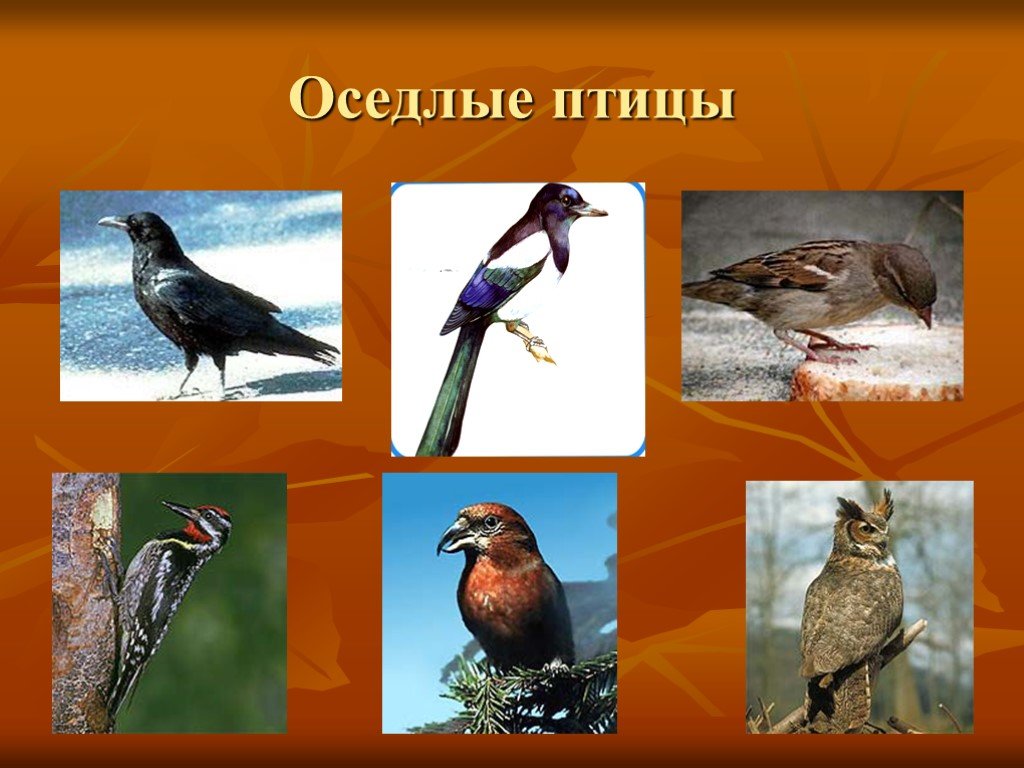Оседлые это какие. Оседлые Кочующие и перелетные птицы. Оседлые птицы птицы. Оседлые птицы названия. Что такое осёдлый образ жизни у птиц.