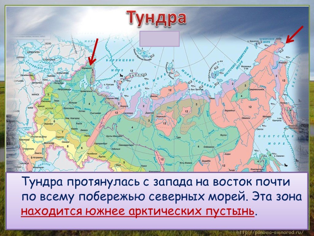 Какая природная зона за полярным кругом. Где расположена тундра на карте. Зона арктических пустынь 4 класс окружающий мир на карте. Где располагается тундра в России на карте. Тундра на карте России.